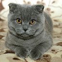 ���� �������� 236 ��., �������� - ��������� 9 ������� 2017 � ������ ���� ����������