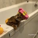 ���� �������, ������ - ��������� 15 ��� 2018