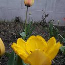 ���� Valentina, ��������������, 60 ��� - ��������� 26 ������ 2018 � ������ ������ ��������