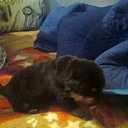  ,  , 44  -  26  2018    