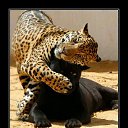 ���� ����, �����������-��-�����, 51 ��� - ��������� 9 ������� 2017 � ������ ������ ��������