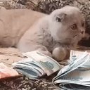 ���� �����, �����-���������, 56 ��� - ��������� 9 ������ 2018 � ������ ���� ����������