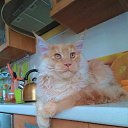 ������� ����������� ��������� ������ ����-��� �.89057429907 http://meincoon-cat.ru 
17.000� �������� "Bast-moon"������-
14 ������� �������� ������������� ������ ����-��� #������� #������������� #����������������� #MaineCoon �� ������� �����-��� ������ �� ��������� ������