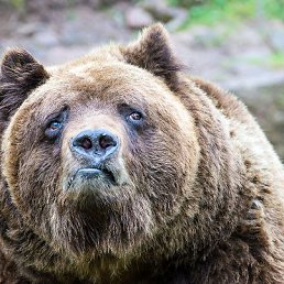 �������, �������, 43 ����