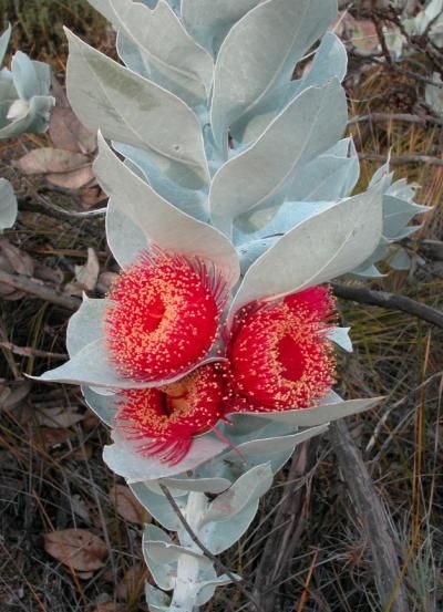  /eucalyptus macrocarpa