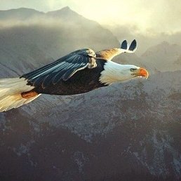 ���� ����, ������ �����, 55 ��� - ��������� 12 ������� 2017