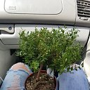 ���� ����, ������ - ��������� 17 ��� 2018 � ������ ���� ����������