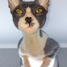 Andrei, ������, 46 ���