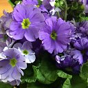 ���� ��������, �����, 60 ��� - ��������� 1 ���� 2018 � ������ ���� ����ۻ