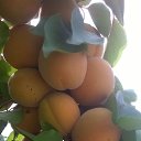 ���� ����, �������, 49 ��� - ��������� 4 ������ 2018 � ������ ���� ����������