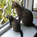 ���� ���������, ������, 47 ��� - ��������� 9 ������ 2018