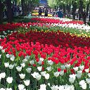 ���� ��������, ���������� - ��������� 30 ������ 2018 � ������ �the flowers and the sky�