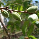 �������� ���� � ���� ���� � ���������� �� ������� �FLORA�