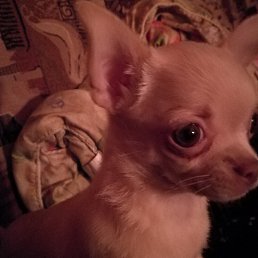 �����, ������, 33 ����