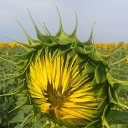 ���� �����, �������, 47 ��� - ��������� 9 ���� 2018 � ������ ��� ����� �� �������