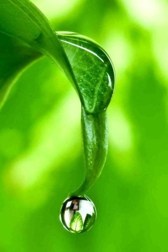 Капля падает с листа. Капли воды. Зеленый лист с каплей. Капля росы. Капли воды на листьях.