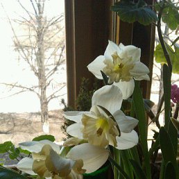 �����, �������, 68 ���