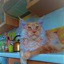 ������� ����������� ��������� ������ ����-��� �.89057429907 http://meincoon-cat.ru 
17.000� �������� "Bast-moon"������-
14 ������� �������� ������������� ������ ����-��� #������� #������������� #����������������� #MaineCoon �� ������� �����-��� ������ �� ��������� ������