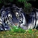 ���� �����, ���� - ��������� 2 ���� 2018