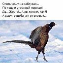���� �������, ������, 59 ��� - ��������� 12 ������� 2018 � ������ ���� ����������