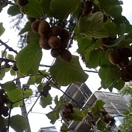 �����, �����-���������, 56 ���