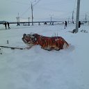  , --, 64  -  4  2018    