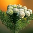 ���� �����, �����������, 64 ���� - ��������� 30 ������ 2017 � ������ ���� ����������