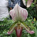 ���� �����, ���������, 38 ��� - ��������� 26 ������� 2017 � ������ �Hannover.Herrenhausen�