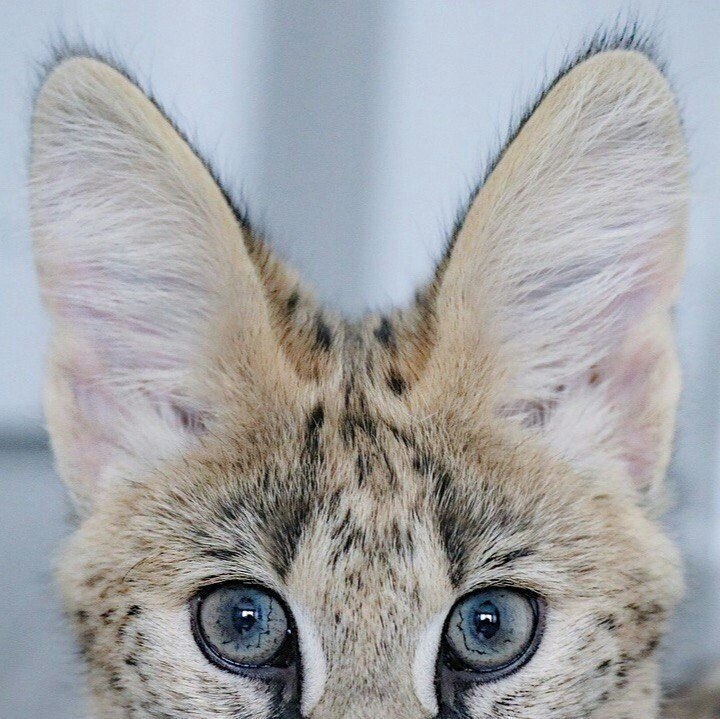 Rameses The Serval - 2