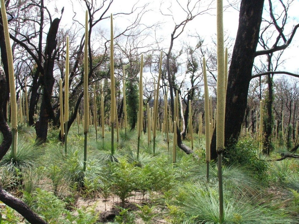 �������� ������ ���������� (Xanthorrhoea Grass Trees). ��� ������� ���������� �������� ������� ... - 8