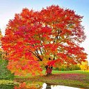 ���� ����� ��������, ������� ��������, 65 ��� - ��������� 1 ����� 2018 � ������ ������ ��������