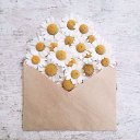 ���� Rose, ����������� - ��������� 22 ���� 2018 � ������ ���� ����������