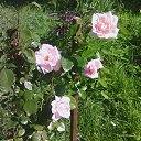 ���� �������, �����-���������, 73 ���� - ��������� 25 ������� 2017 � ������ ���� ����������