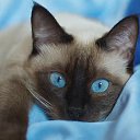 ���� �������, ���������, 38 ��� - ��������� 1 ������ 2018 � ������ ���� ����������