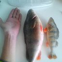 ���� Alekcandr, �����-���������, 50 ��� - ��������� 8 ����� 2018 � ������ ���� ����������