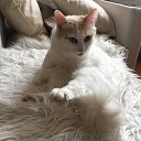 ���� Verri, ������ - ��������� 8 ����� 2018 � ������ ���� ����������