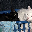 ���� Vassa, ���� - ��������� 9 ������� 2017 � ������ ������ ��������