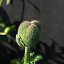 ������ ������, ���! �� ������� ����� 2017�