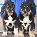 ���� Aleksandr, ������, 54 ���� - ��������� 1 ���� 2018 � ������ ���� ����������