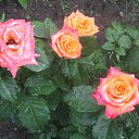 ���� �������, ���������, 48 ��� - ��������� 27 ������ 2017 � ������ ���� ����������