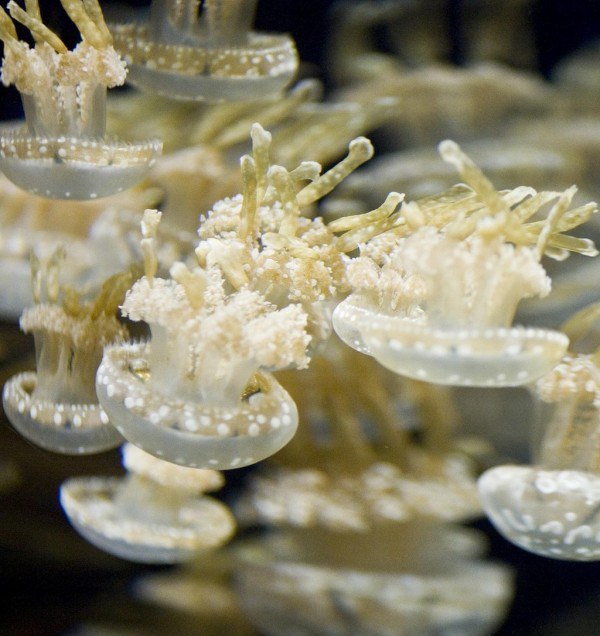 !     ,       ?   ... - 12