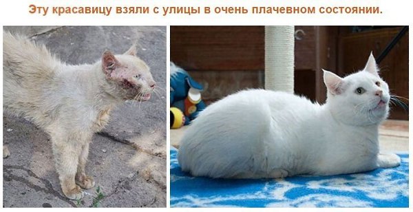 Выжившие кошки, которых спасли и полюбили: фото до и после. Друзья, помогайте животным! - 7