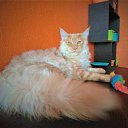 ������� ����������� ��������� ������ ����-��� �.89057429907 http://meincoon-cat.ru 
17.000� �������� "Bast-moon"������-
14 ������� �������� ������������� ������ ����-��� #������� #������������� #����������������� #MaineCoon �� ������� �����-��� ������ �� ��������� ������