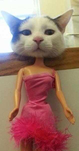         )