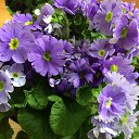 ���� ��������, �����, 60 ��� - ��������� 1 ���� 2018 � ������ ���� ����ۻ