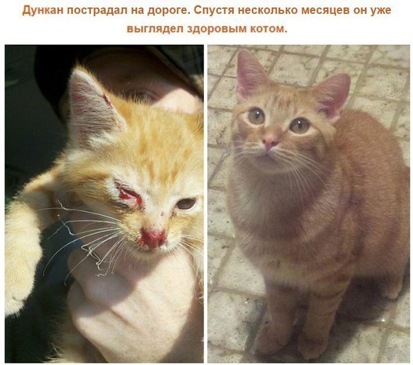 Выжившие кошки, которых спасли и полюбили: фото до и после. Друзья, помогайте животным!