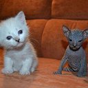 ���� �������, �����, 46 ��� - ��������� 3 ���� 2018