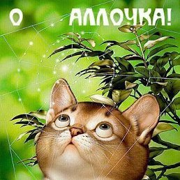 ����, ������������