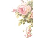 ���� Rose, ����������� - ��������� 26 ��� 2018 � ������ ���� ����������