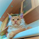 ������� ����������� ��������� ������ ����-��� �.89057429907 http://meincoon-cat.ru 
17.000� �������� "Bast-moon"������-
14 ������� �������� ������������� ������ ����-��� #������� #������������� #����������������� #MaineCoon �� ������� �����-��� ������ �� ��������� ������